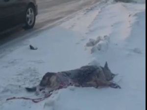 В Строительном округе Якутска прокомментировали гибель собак от огнестрельных ранений