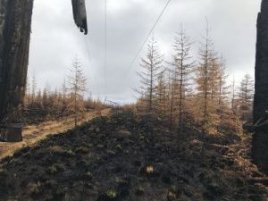 Уголовное дело возбуждено о халатности при ликвидации лесного пожара