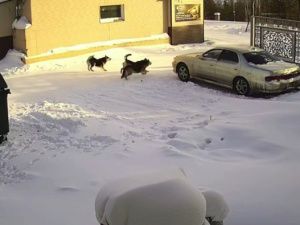 Подробности гибели мужчины в Серебряном Бору