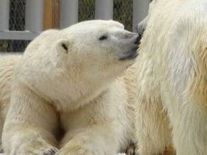 В зоопарке «Орто Дойду» обновляют бассейн для белых медведей