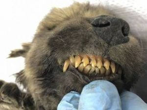 В Якутии нашли мумию щенка волкособаки возрастом 18 тысяч лет 