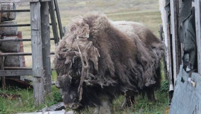 В Булунском районе бродит одинокий овцебык