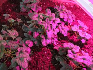 В Хангаласском районе Якутии школьники круглогодично выращивают овощи, цветы и ягоды