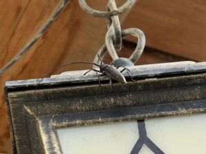 Нашествие волосогрызок в Якутске: эксперт рассказал о причинах, опасности укусов и сроках активности