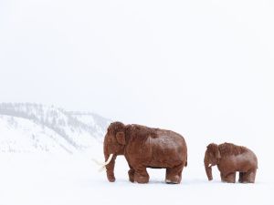В Якутске состоится повторный показ этно-шоу «Земля мамонта»
