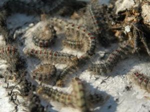 Сибирский шелкопряд поразил уже 54 тыс га леса в Якутии