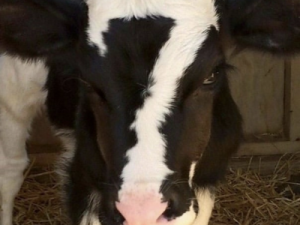 ФОТОФАКТ В ЯКУТИИ РОДИЛСЯ ТЕЛЕНОК С ЦИФРОЙ СЕМЬ НА МОРДЕ