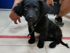 В Якутске задержан мужчина, издевавшийся над щенком