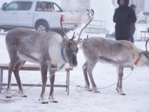 Стартовал Международный конкурс ледовых и снежных скульптур «Бриллианты Якутии»