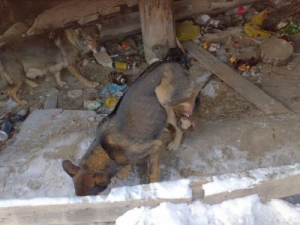 В Якутске собака больше месяца проходила с капканом