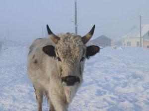 Предприятие «Якутский скот» добилось увеличения поголовья якутской коровы  