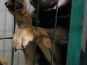 Пункт передержки безнадзорных животных города Якутска передан некоммерческой организации «Помоги выжить»