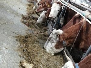 В Хангаласском улусе обучили техников-осеменаторов