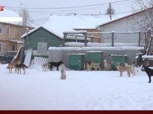 Мэрия Ленска оплатит моральный вред ребенку, искусанному бродячими собаками