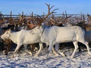Правительство Якутии поддержало проект закона «О северном домашнем оленеводстве в РС (Я)»