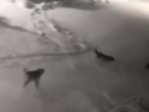 В Якутске усилят меры по отлову собак и будут мониторить в соцсетях жалобы на скопления животных