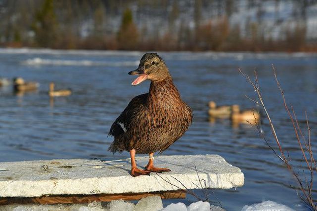 В Минэкологии Якутии призвали прекратить кормить уток на озерах, чтобы они могли улететь на юг