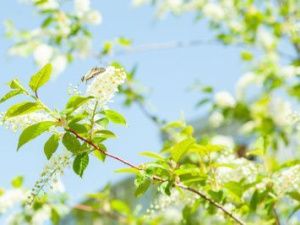 В ботсаду прошла Черемуховая суббота, следующая — Яблоневая