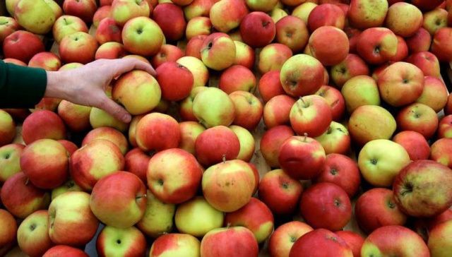 В Нижнем Бестяхе уничтожили зараженные фрукты