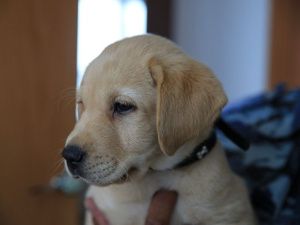 Полицейский и его четвероногий напарник:  Разговор с кинологом