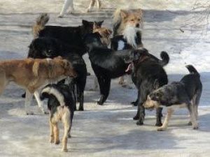 Пункт передержки безнадзорных животных: «Бригада по отлову собак отрабатывает каждую заявку»