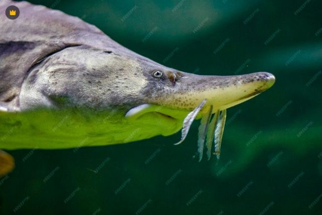 Спиннинг с катушкой уничтожить: Житель Якутии осужден за вылов осетра