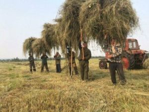 2023 год в Хангаласском улусе объявлен Годом сельского хозяйства