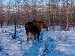 Верхоянского лосенка Бээчэ выпустили на волю