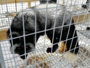 В селе Иенгра Нерюнгринского района открылась звероферма