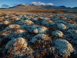 В Якутии начали производить тонизирующие напитки из арктических растений