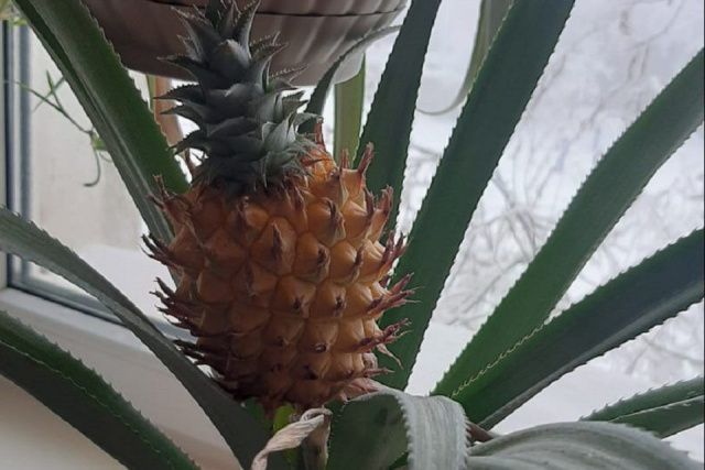В Якутске агроном-любитель выращивает на подоконнике ананасы