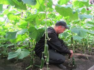 В исправительной колонии № 7 собрали первый урожай огурцов