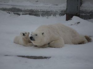 40-градусные морозы могут прийти уже на следующей неделе