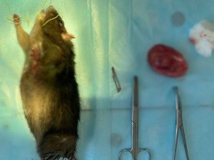 В Вилюйске домашней крысе удалили огромную опухоль