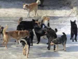 Мэр Якутска предложил ответ на «собачий» вопрос