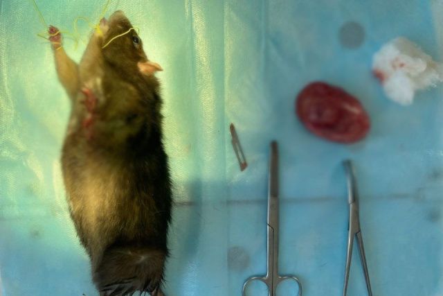 В Вилюйске домашней крысе удалили огромную опухоль