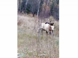 В Вилюйском улусе медведь задрал пять коров и лошадь