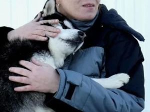 Общественных активистов не пускали в приют для безнадзорных животных в Якутске