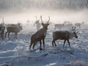 Авиамониторинг численности оленей в Якутии выявил почти двукратное сокращение доли самцов