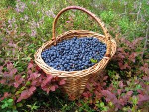 Минэкологии Якутии: сообщения о штрафах за дикоросы — вымысел