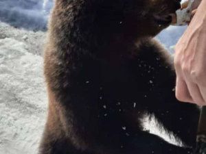 Якутяне бьют тревогу: Спасите маленького медвежонка!