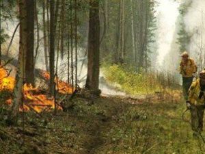 Денис Белозеров: «Ситуация по лесным пожарам в республике под контролем»