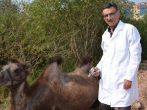 Мирнинские ветеринары проверили гастролирующих верблюдов на туберкулез