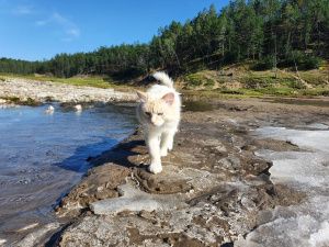 Глобальное потепление: нетающий ледник Булуус растаял