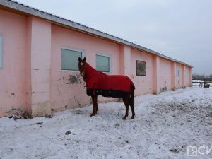 Лошади клуба «Золотая подкова» в Мархе могут не пережить эту зиму