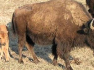 В природных парках Якутии родился 21 теленок бизона. Ожидают еще пополнения