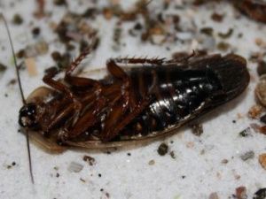 В Якутии родители пожаловались на школьное питание "с тараканами и окурками от сигарет в супах"