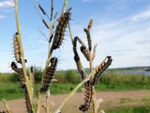 Минэкологии: информация о массовом распространении шелкопряда в Якутии недействительна