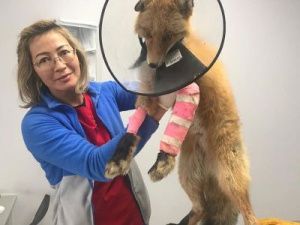 Зоозащитники спасли лису, угодившую в капкан на Зеленом лугу