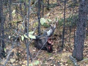 Лось, запутавшийся в оптоволокне, обнаружен разделанным